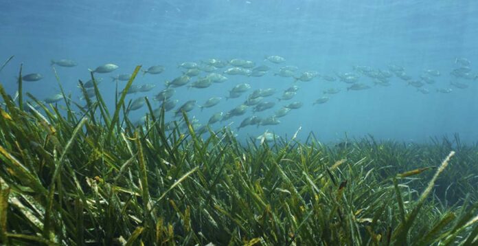 posidonia, fondo marino, mar balear, medio ambiente